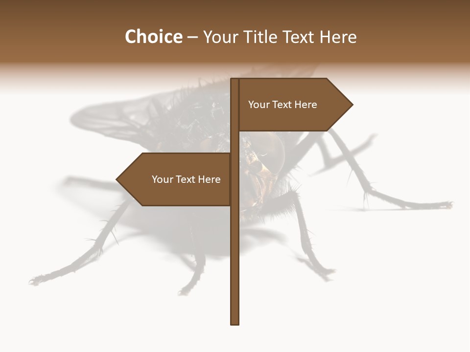 Fly Background Detailed PowerPoint Template