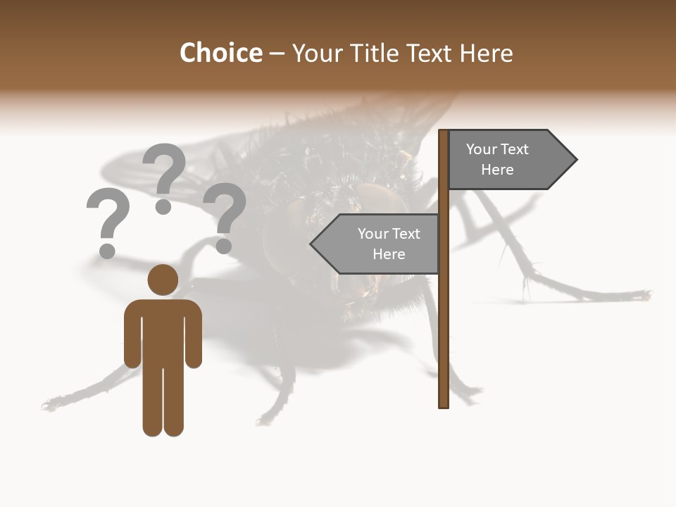 Fly Background Detailed PowerPoint Template
