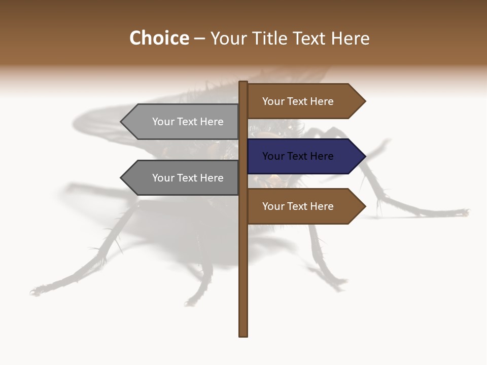 Fly Background Detailed PowerPoint Template