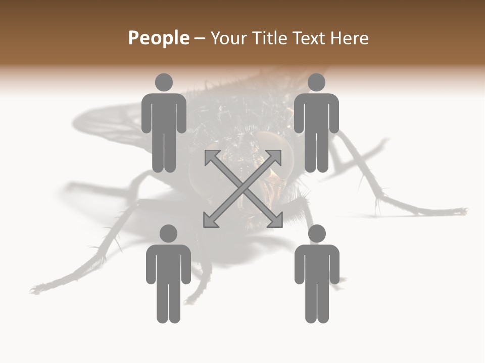 Fly Background Detailed PowerPoint Template