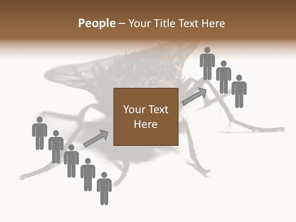 Fly Background Detailed PowerPoint Template