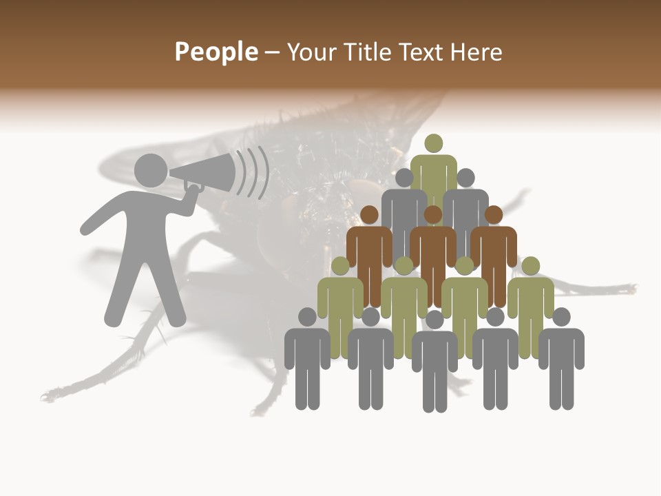 Fly Background Detailed PowerPoint Template