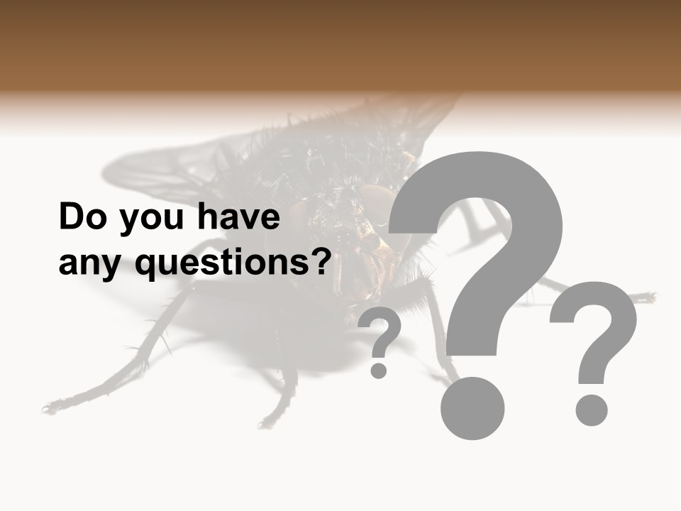 Fly Background Detailed PowerPoint Template