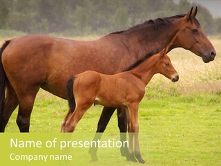 Meadow Animal Young PowerPoint Template