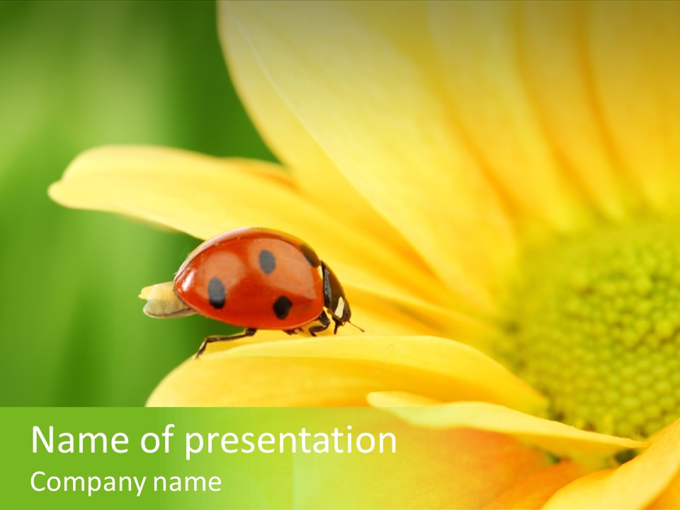 Insect Colorful Small PowerPoint Template