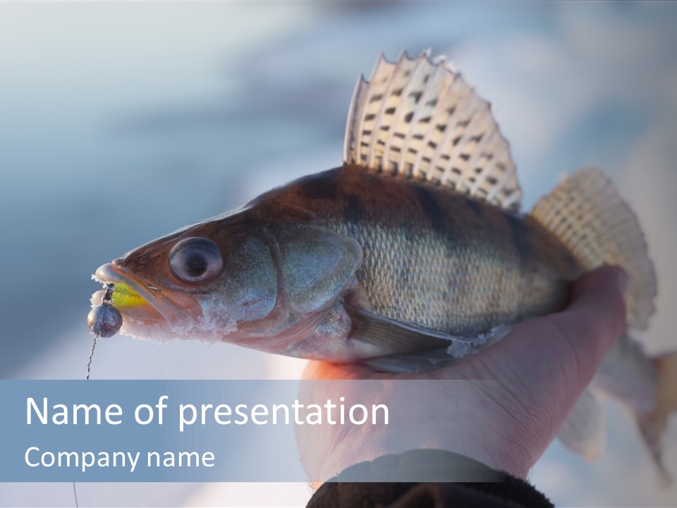 Jerkbait Scales Water PowerPoint Template