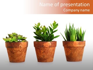 A Group Of Three Potted Plants Sitting Next To Each Other PowerPoint Template