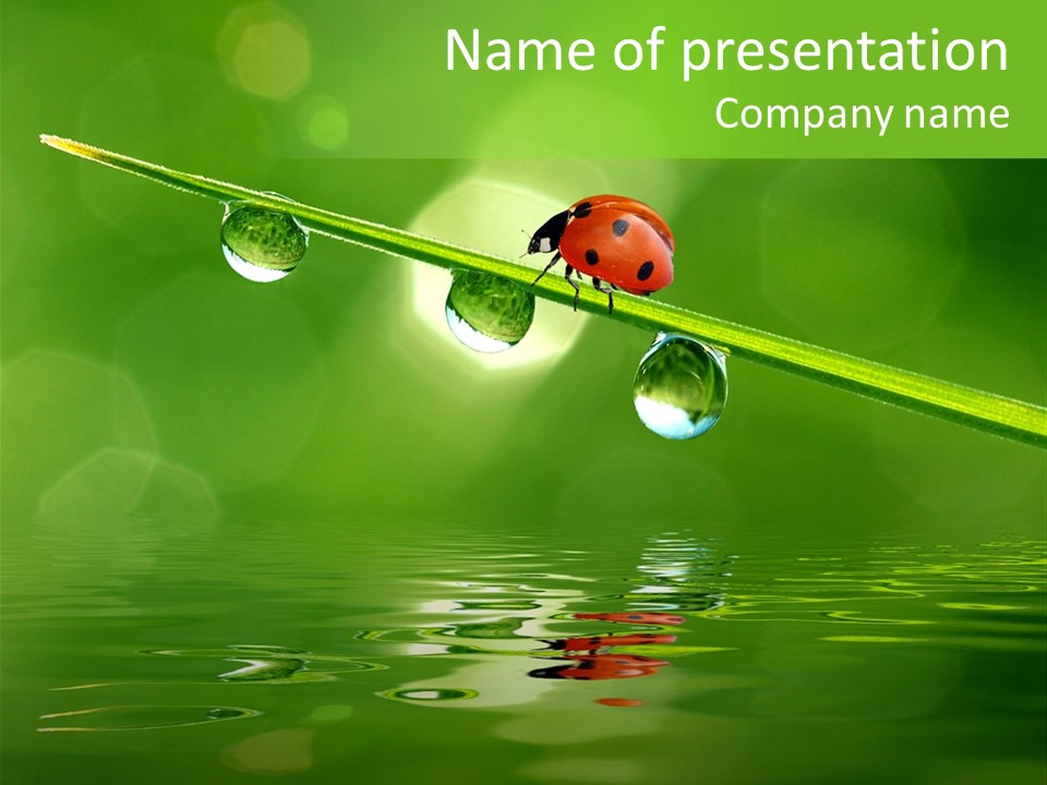 A Lady Bug Sitting On Top Of A Green Leaf PowerPoint Template