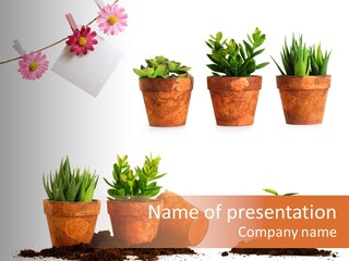 Background New Sapling PowerPoint Template