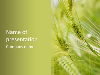 Grain Sun Grass PowerPoint Template
