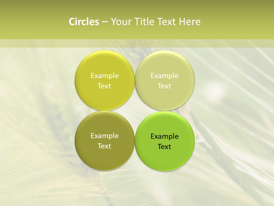 Grain Sun Grass PowerPoint Template