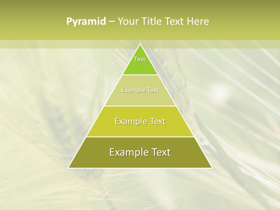Grain Sun Grass PowerPoint Template