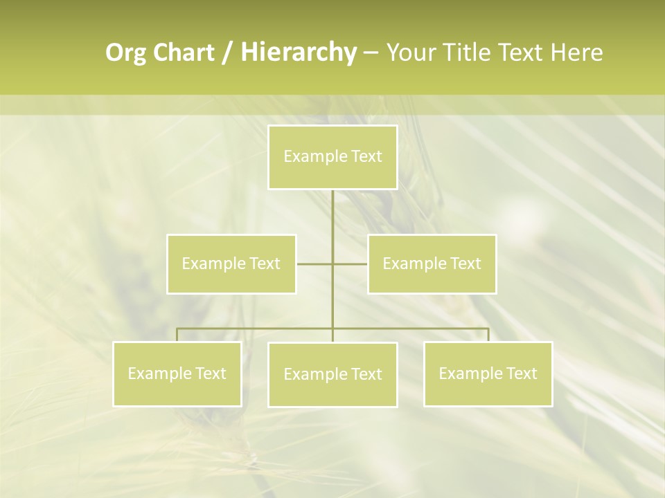 Grain Sun Grass PowerPoint Template