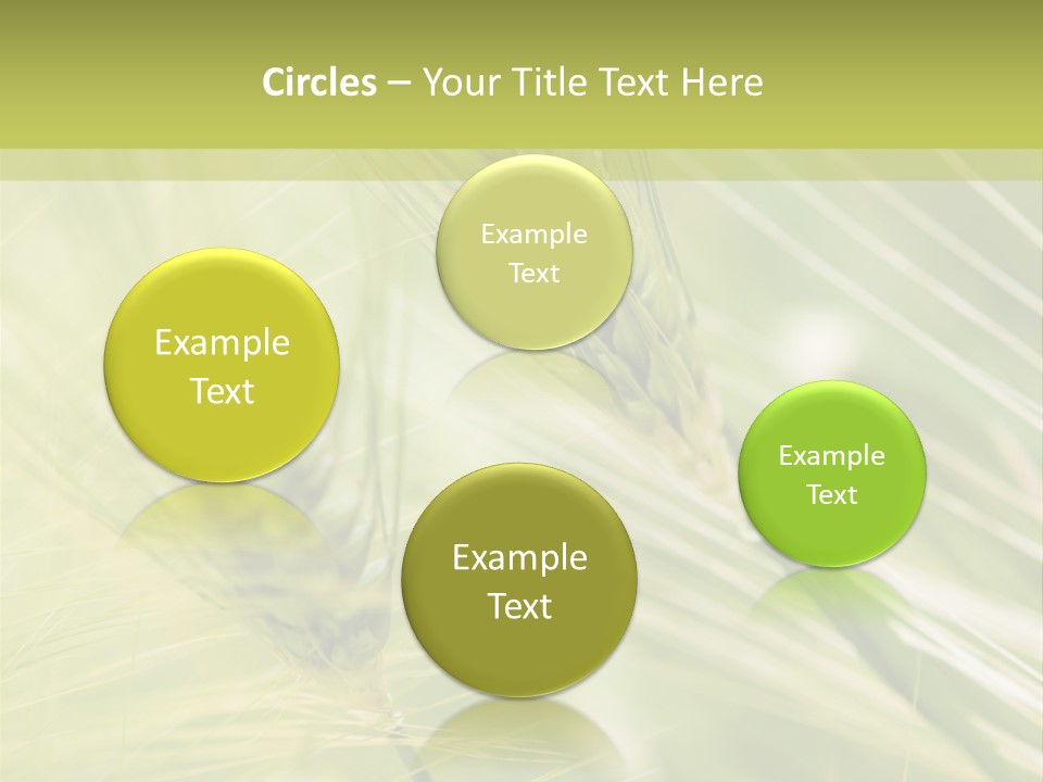 Grain Sun Grass PowerPoint Template