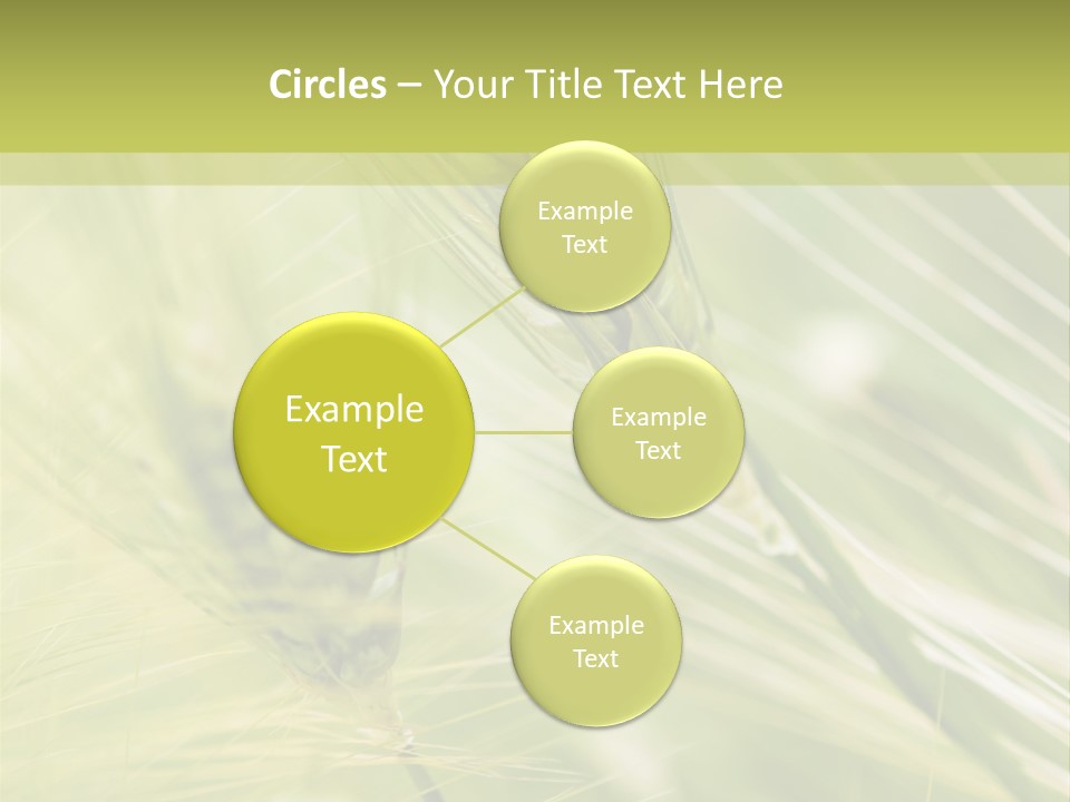 Grain Sun Grass PowerPoint Template