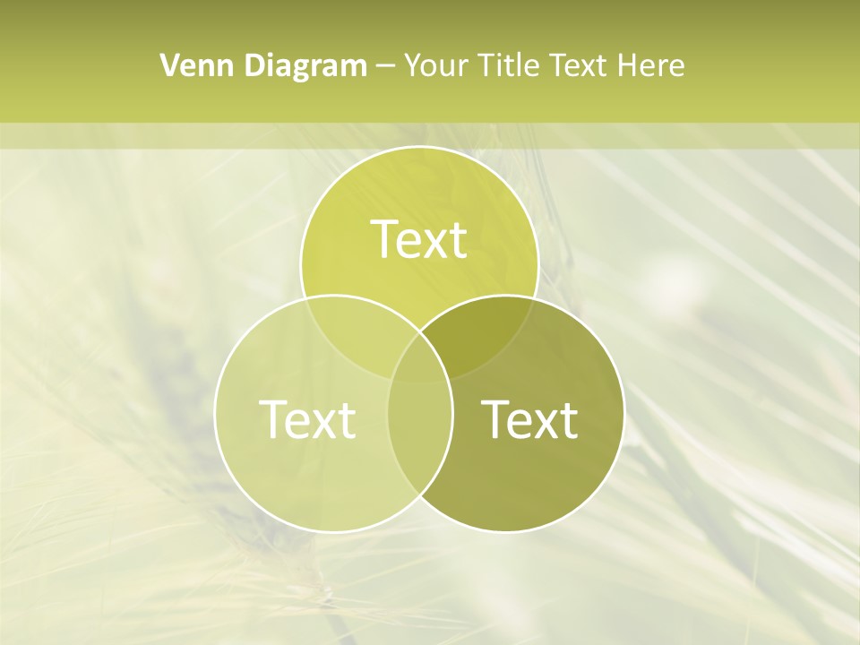 Grain Sun Grass PowerPoint Template