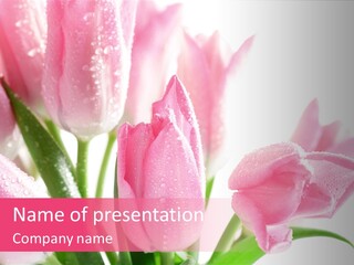 Isolated Macro Pink PowerPoint Template