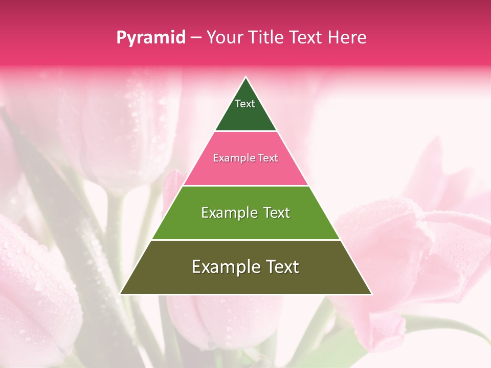 Isolated Macro Pink PowerPoint Template