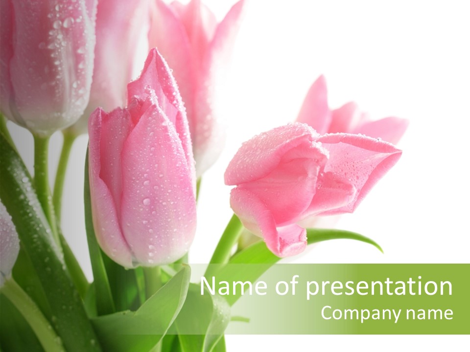 Pink Tulip Purple PowerPoint Template