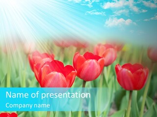 A Field Of Red Tulips With A Blue Sky In The Background PowerPoint Template