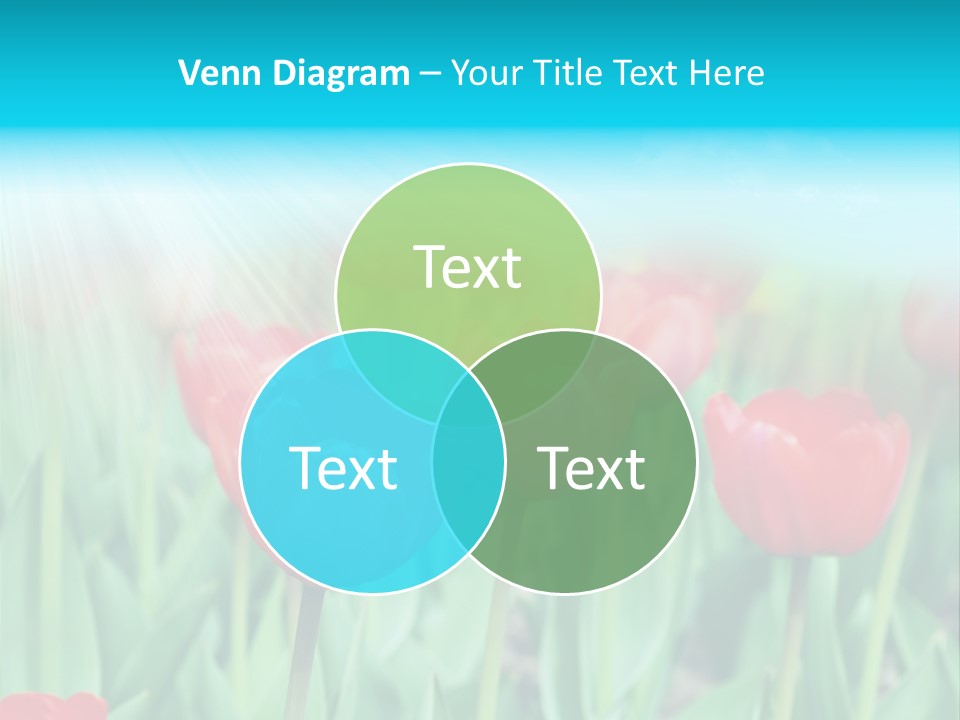 A Field Of Red Tulips With A Blue Sky In The Background PowerPoint Template