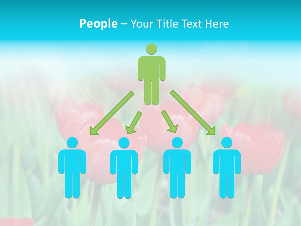 A Field Of Red Tulips With A Blue Sky In The Background PowerPoint Template