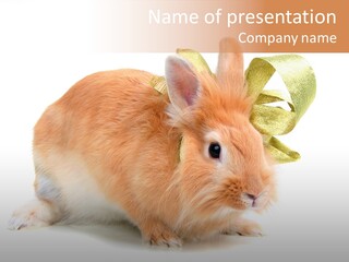 Furry Muffle Isolated PowerPoint Template