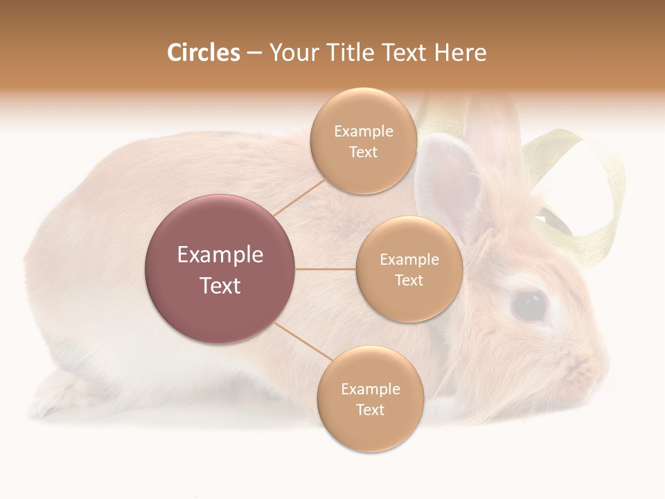 Shot Closeup Beauty PowerPoint Template