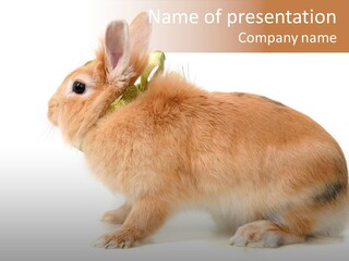 Easter Stylish Bunny PowerPoint Template