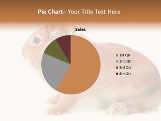 Easter Stylish Bunny PowerPoint Template