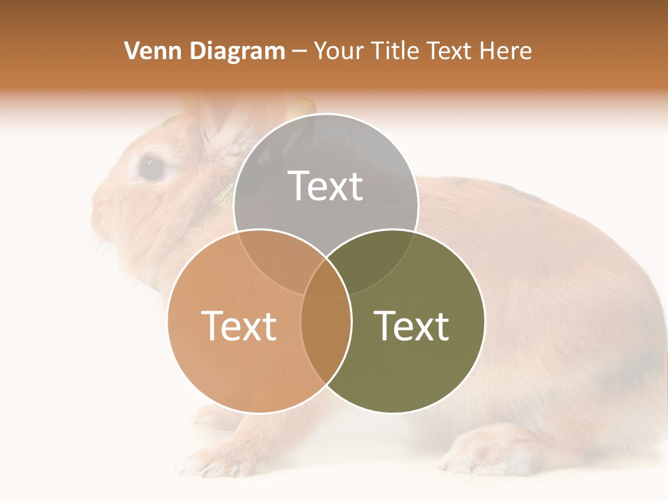 Easter Stylish Bunny PowerPoint Template