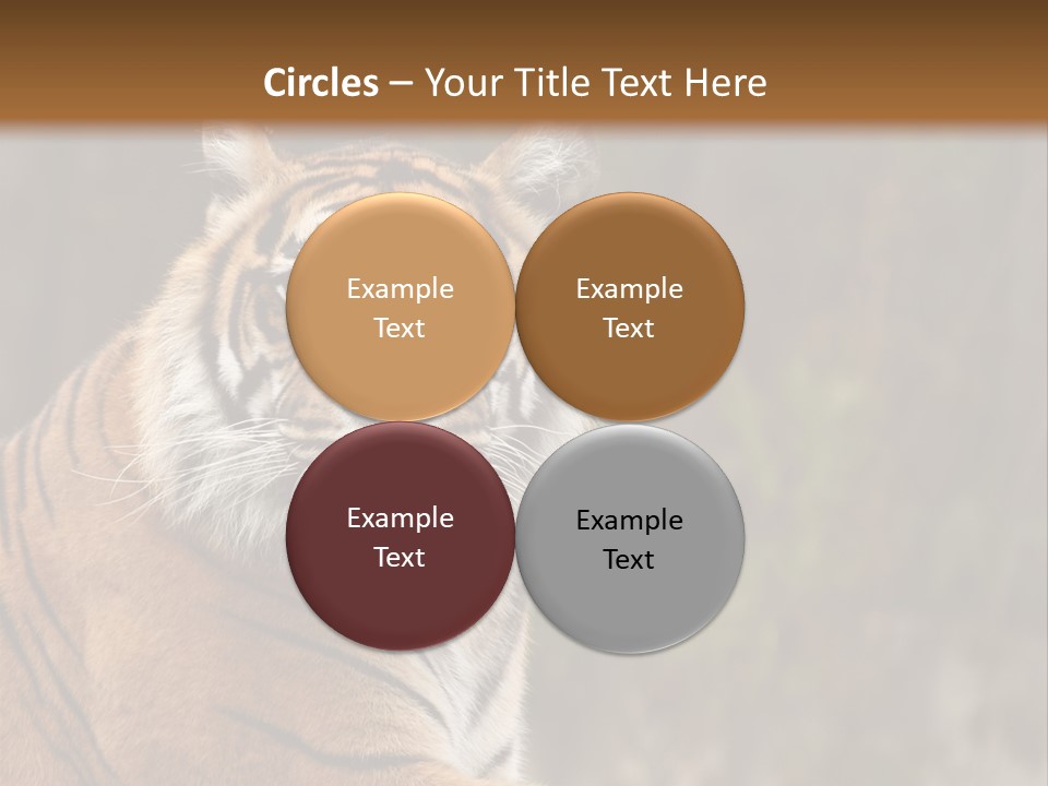 Tongue Head Tigress PowerPoint Template