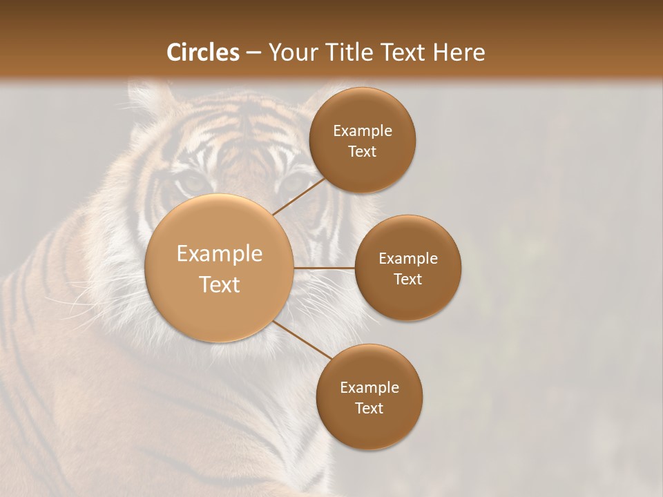 Tongue Head Tigress PowerPoint Template