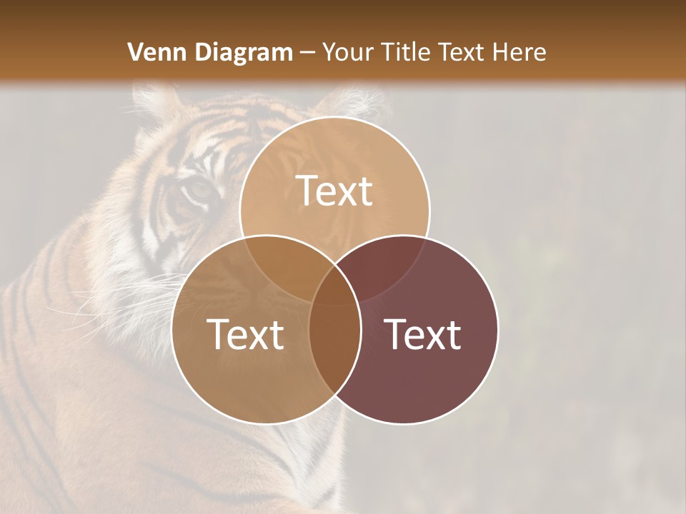Tongue Head Tigress PowerPoint Template