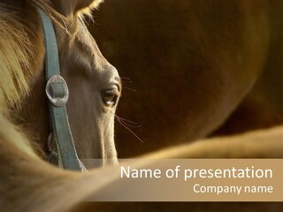 Face Stallion Outdoor PowerPoint Template