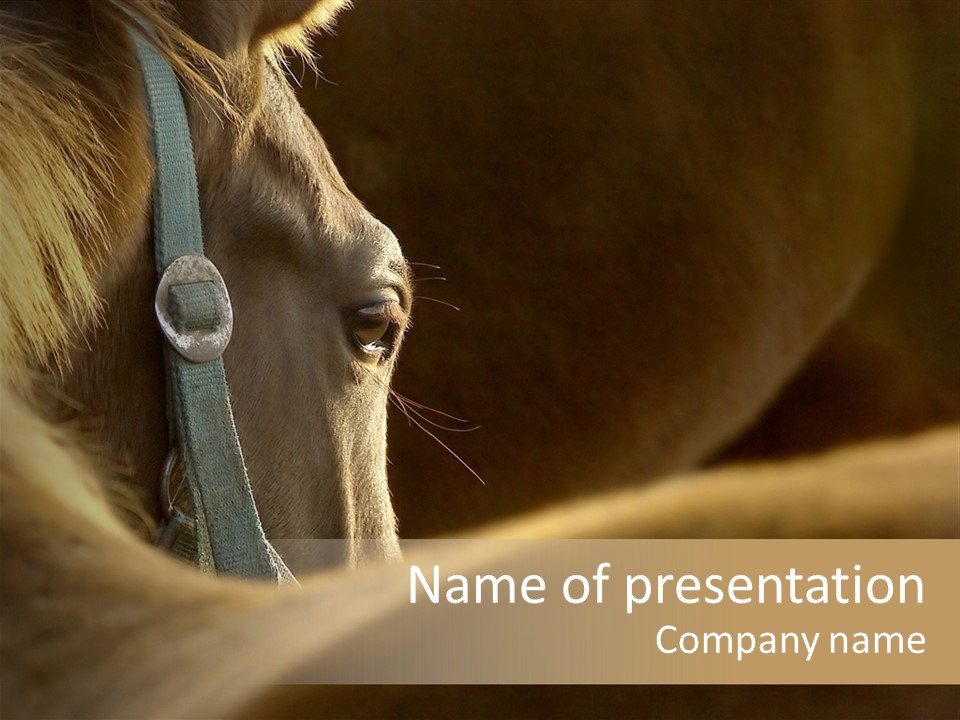 Face Stallion Outdoor PowerPoint Template