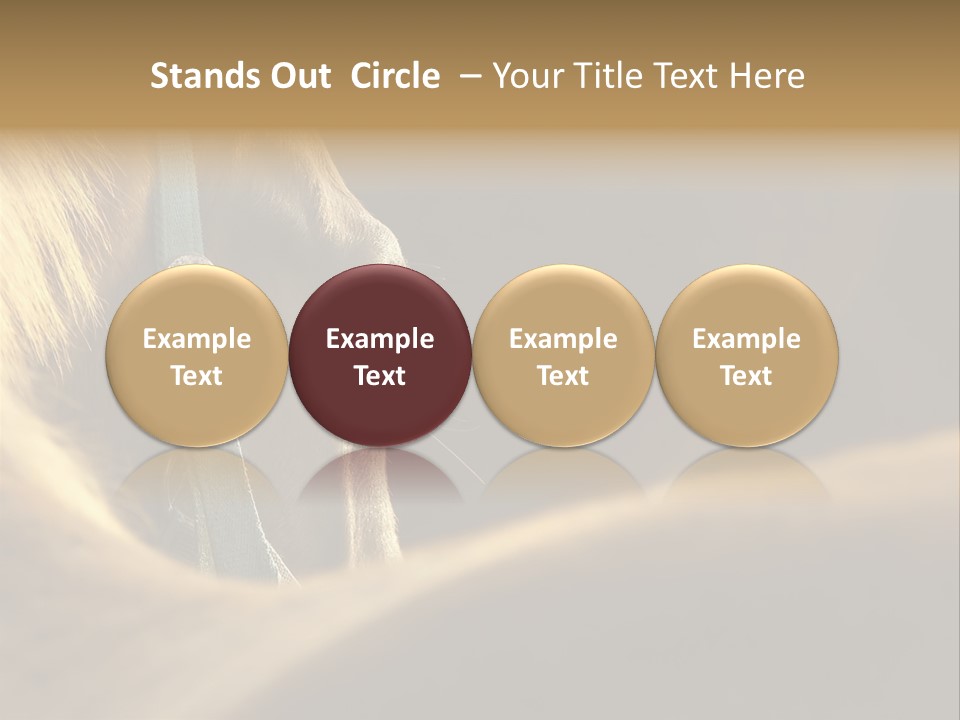 Face Stallion Outdoor PowerPoint Template