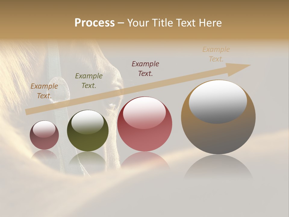 Face Stallion Outdoor PowerPoint Template