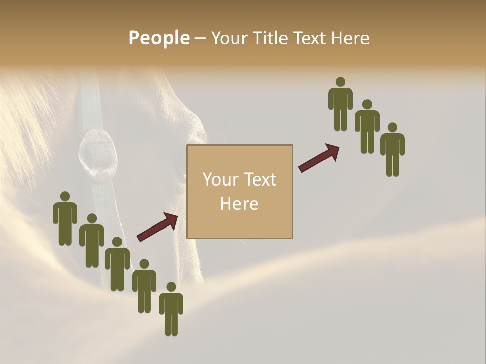 Face Stallion Outdoor PowerPoint Template