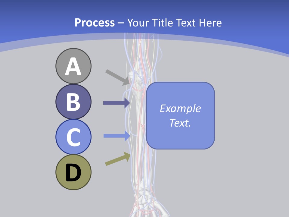 Elbow Red Science PowerPoint Template