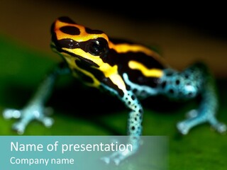 Black Colorful Amphibian PowerPoint Template