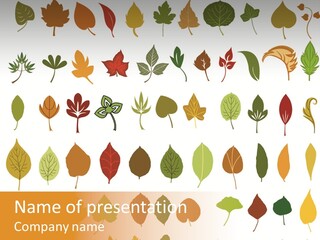 Beech Illustration Ivy PowerPoint Template