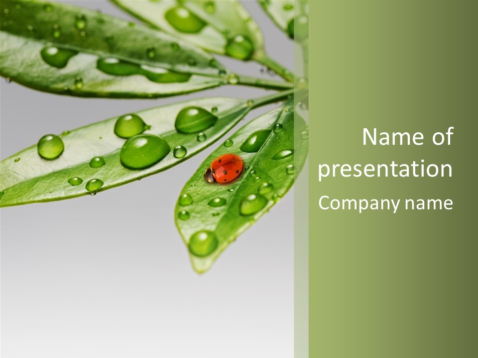 Drops Meadow Idyllic PowerPoint Template