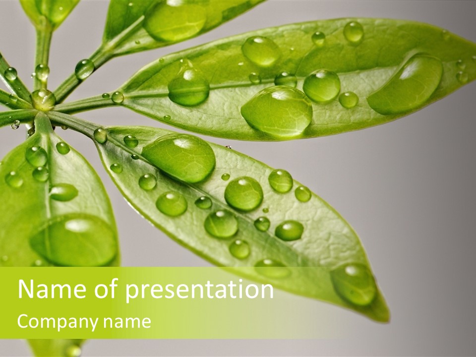 Plant Closeup Environment PowerPoint Template