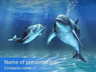 Couple Aqua Animal PowerPoint Template