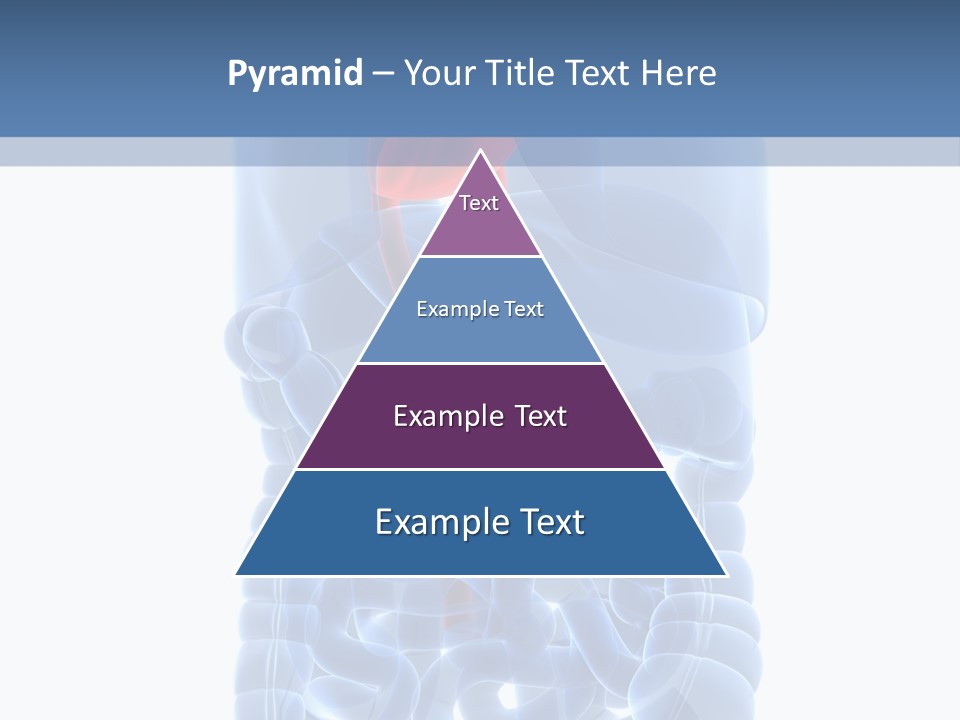 Inflammation Internal Abdomen PowerPoint Template