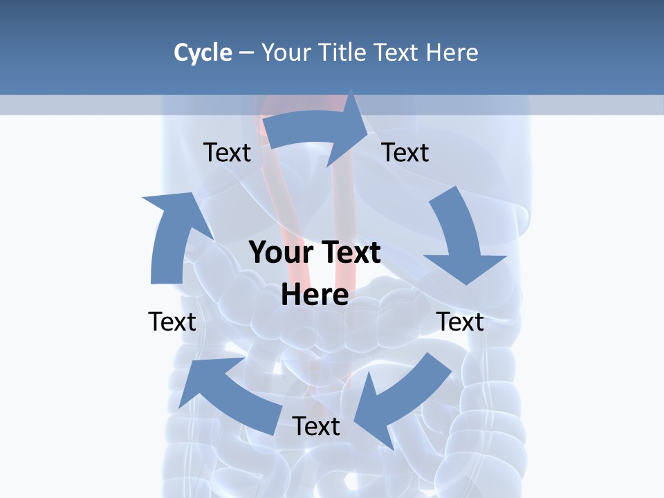 Inflammation Internal Abdomen PowerPoint Template