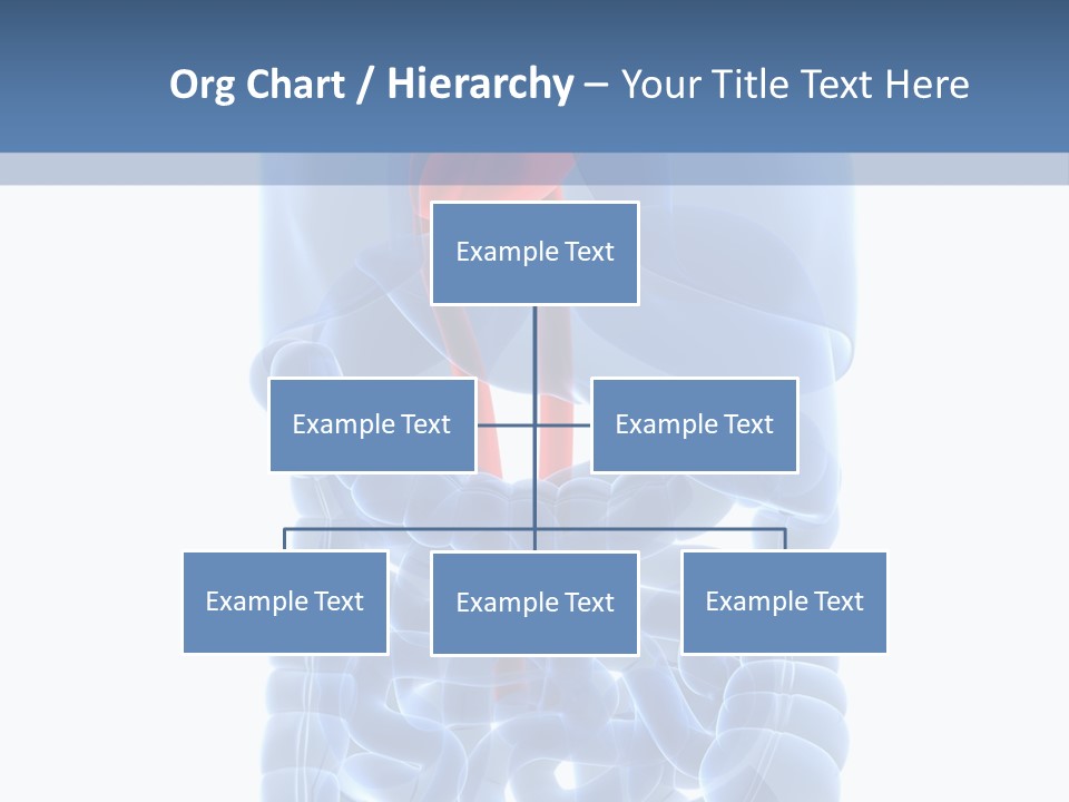 Inflammation Internal Abdomen PowerPoint Template