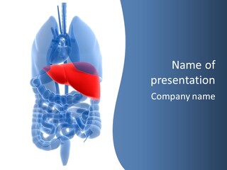 Anatomy Highlighted Belly PowerPoint Template