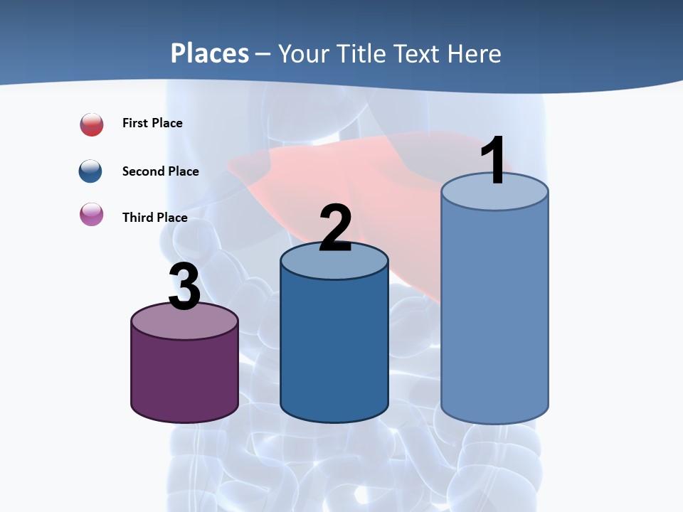 Anatomy Highlighted Belly PowerPoint Template